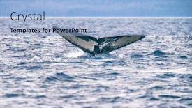  Presentation with whale - Amazing presentation theme having whale tail on whale watching cruise excursion tour activity in alaska humpback whale diving in sea closeup wildlife photography backdrop and a light blue colored foreground