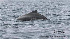  Presentation with whale - PPT layouts consisting of whale watching cruise alaska tourist background and a light gray colored foreground