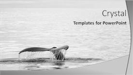  Presentation with whale - Cool new slide deck with whale watching in husavik northern backdrop and a white colored foreground