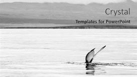  Presentation with whale - Amazing theme having whale-watching-in-husavik-northern backdrop and a light gray colored foreground