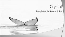  Presentation with whale - Presentation theme having whale watching in iceland europe background and a white colored foreground