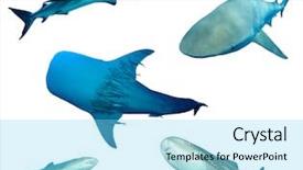  Presentation with shark - Slides with whale whitetip reef and leopard background and a arctic colored foreground
