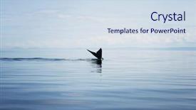  Presentation with whale - PPT theme having whale background and a sky blue colored foreground