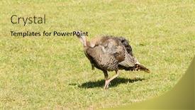  Presentation with turkey - PPT theme consisting of what appears to be a female wild turkey with a beard a rare sight background and a yellow colored foreground