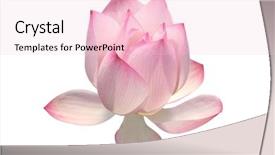  Presentation with white lotus flower - Audience pleasing PPT theme consisting of whater - lotus flower isolated on white backdrop and a lemonade colored foreground