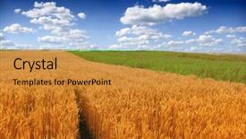  Presentation with corn fields - Slides featuring wheat and corn fields background and a gold colored foreground