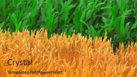  Presentation with corn fields - Cool new presentation theme with wheat and corn fields backdrop and a gold colored foreground