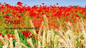  Presentation with farmland - Slide deck consisting of wheat and poppies on farmland in holland background and a gold colored foreground