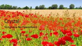  Presentation with farmland - PPT layouts with wheat and poppies on farmland in holland background and a gold colored foreground