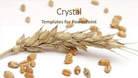  Presentation with brown sugar isolated on white - Audience pleasing slide set consisting of wheat and seeds studio isolated backdrop and a  colored foreground