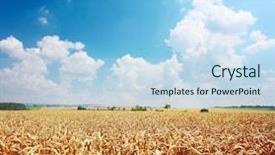  Presentation with summer wheat field blue - Amazing presentation theme having wheat and summer blue sky backdrop and a  colored foreground