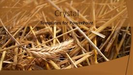  Presentation with golden yellow - Presentation theme having wheat-background-wheat-yellow-golden background and a gold colored foreground