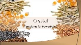  Presentation with grain corn - Amazing PPT theme having wheat barley oat sunflower corn backdrop and a coral colored foreground