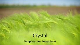  Presentation with small wind energy - Cool new presentation theme with wheat blowing in the wind backdrop and a  colored foreground
