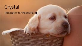  Presentation with cute christmas pug puppy dog - Presentation having wheat breeding - adorable labrador puppy dog background and a coral colored foreground