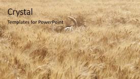  Presentation with breeding - Presentation theme featuring biochemistry scientists at work mixed background and a ocean colored foreground