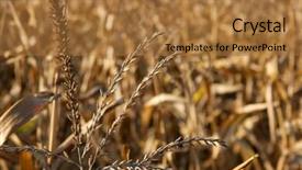  Presentation with breeding - PPT theme enhanced with wheat breeding - dry cornfield background and a coral colored foreground