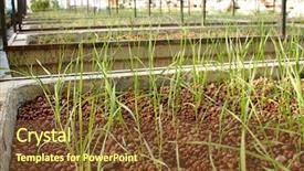  Presentation with wheat growing - Theme featuring wheat breeding - genetic experiment - growing experimental background and a tawny brown colored foreground
