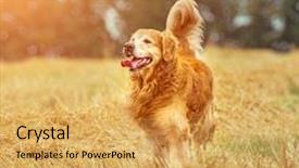  Presentation with breeding - Cool new slides with wheat breeding - golden retriever in the straw backdrop and a yellow colored foreground