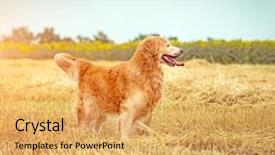  Presentation with breeding - Cool new PPT theme with wheat breeding - golden retriever in the straw backdrop and a yellow colored foreground