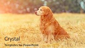  Presentation with breeding - Amazing slides having wheat breeding - golden retriever in the straw backdrop and a yellow colored foreground