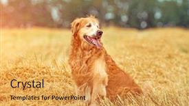  Presentation with breeding - Theme consisting of wheat breeding - golden retriever in the straw background and a yellow colored foreground