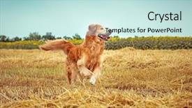  Presentation with breeding - Beautiful PPT theme featuring wheat breeding - golden retriever in the straw backdrop and a sky blue colored foreground