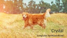  Presentation with breeding - Audience pleasing theme consisting of wheat breeding - golden retriever in the straw backdrop and a yellow colored foreground
