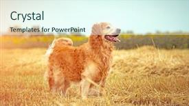  Presentation with breeding - Slides having wheat breeding - golden retriever in the straw background and a sky blue colored foreground