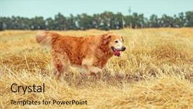  Presentation with breeding - Cool new presentation design with wheat breeding - golden retriever in the straw backdrop and a yellow colored foreground