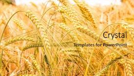  Presentation with ready - Presentation having wheat breeding - grain field of barley is background and a yellow colored foreground