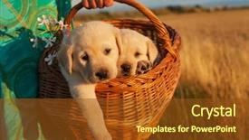  Presentation with sad dog abandoned dogs - Audience pleasing presentation theme consisting of wheat breeding - two adorable labrador puppy dogs backdrop and a tawny brown colored foreground