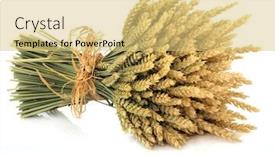  Presentation with wheat - Cool new slides with wheat bundle tied with raffia over white background backdrop and a yellow colored foreground