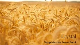  Presentation with crop - PPT theme featuring wheat-crop-field-sunset-landscape background and a gold colored foreground