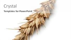  Presentation with ear - Amazing presentation theme having wheat ear isolated on white background cutout backdrop and a white colored foreground