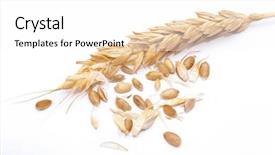  Presentation with ear - Colorful slides enhanced with wheat ear backdrop and a white colored foreground