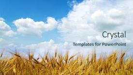  Presentation with ears - Theme enhanced with wheat ears against the blue background and a sky blue colored foreground