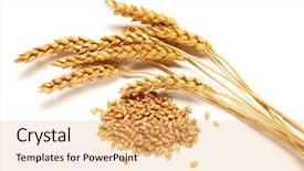  Presentation with seed - Slides enhanced with wheat ears and seed isolated background and a yellow colored foreground