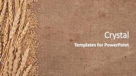  Presentation with ears - Audience pleasing slides consisting of wheat ears border on burlap backdrop and a coral colored foreground