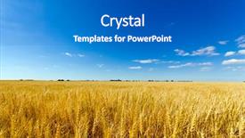  Presentation with crop - Beautiful PPT theme featuring wheat field - golden colorful crop meadow backdrop and a gray colored foreground