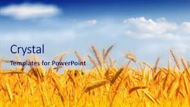  Presentation with blue sky - PPT theme consisting of wheat field against a blue background and a light blue colored foreground