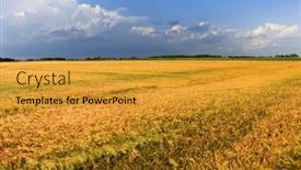  Presentation with wheat - PPT theme having wheat field against a blue sky background and a gold colored foreground
