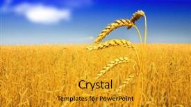  Presentation with wheat - Cool new presentation with wheat field against a blue backdrop and a gold colored foreground