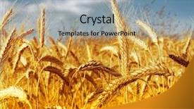  Presentation with summer wheat field blue - Beautiful presentation theme featuring wheat field against a blue backdrop and a light blue colored foreground