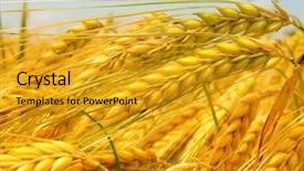  Presentation with summer wheat field blue - Theme featuring wheat field against a blue background and a gold colored foreground