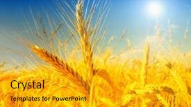  Presentation with sky blue - Amazing PPT theme having wheat field against a blue backdrop and a gold colored foreground
