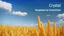  Presentation with wheat - PPT layouts with wheat field against a blue background and a ocean colored foreground