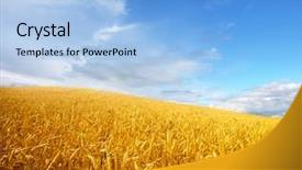  Presentation with sky blue - Presentation theme enhanced with wheat field against a blue background and a light blue colored foreground