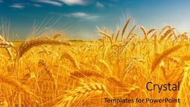  Presentation with wheat - PPT theme consisting of wheat field against a blue background and a gold colored foreground