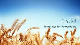  Presentation with sky blue - Slides having wheat field against blue sky background and a cool aqua colored foreground